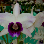 Laelia purpurata